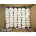 Different Packages Of Jinxiang Pure White Garlic